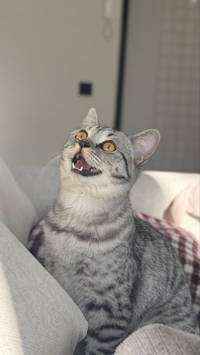 Отдам скоттиш страйт в добрые руки