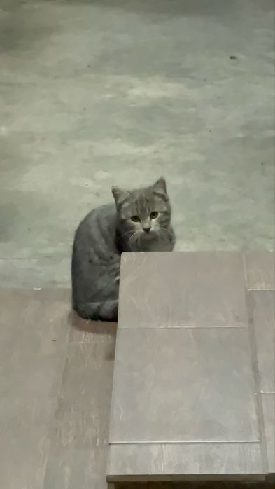 Котенок мальчик