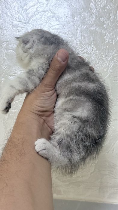Котенок вислоухий котенок