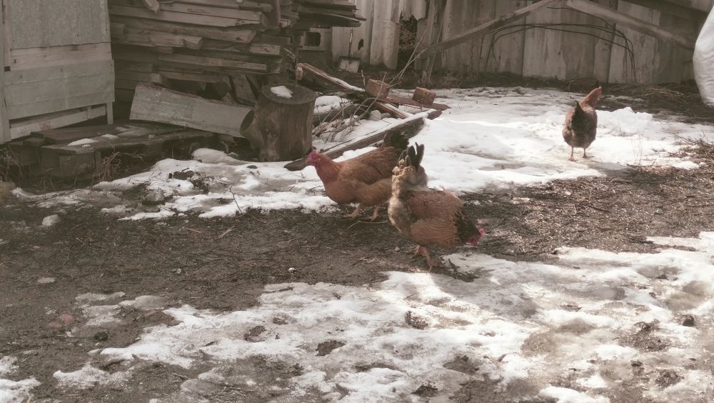 Инкубационное яйцо