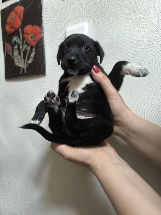 Шустряки подрастающие