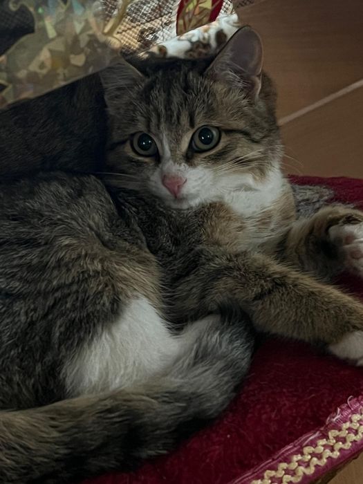 Отдам котенка в добрые руки