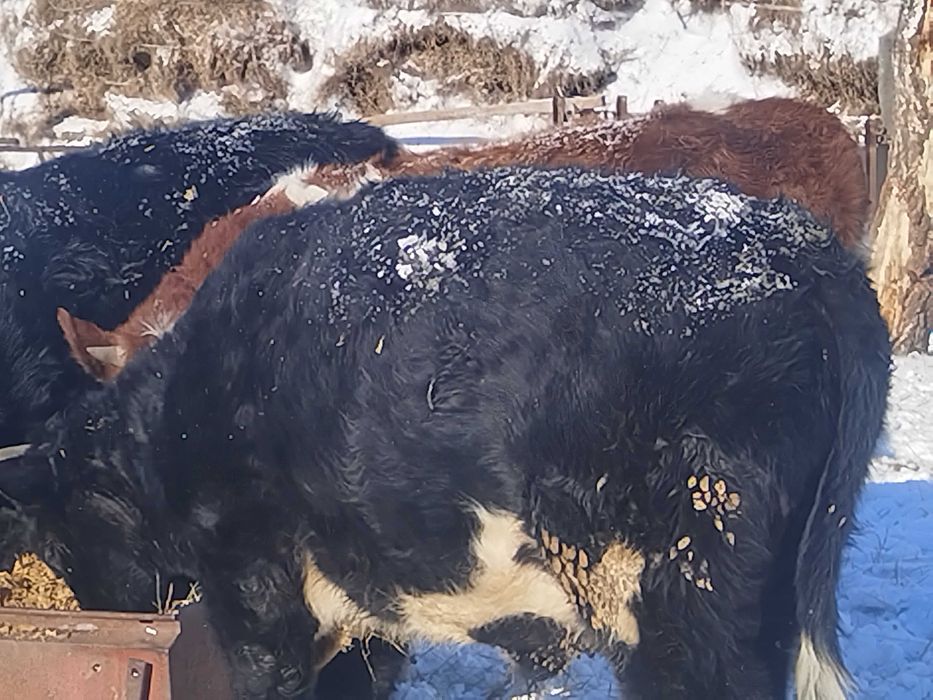 Бычки и тёлочки на