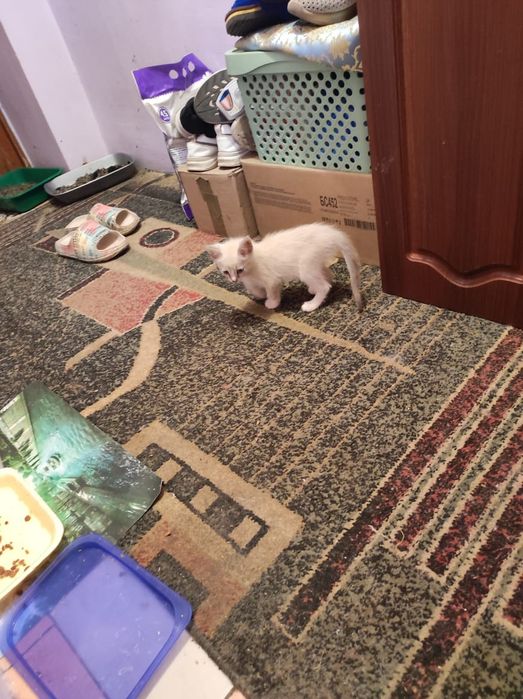 Отдам котят 2,6 месяца
