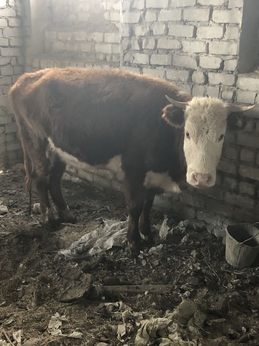 10 бас қысыр сиырлар сатылады