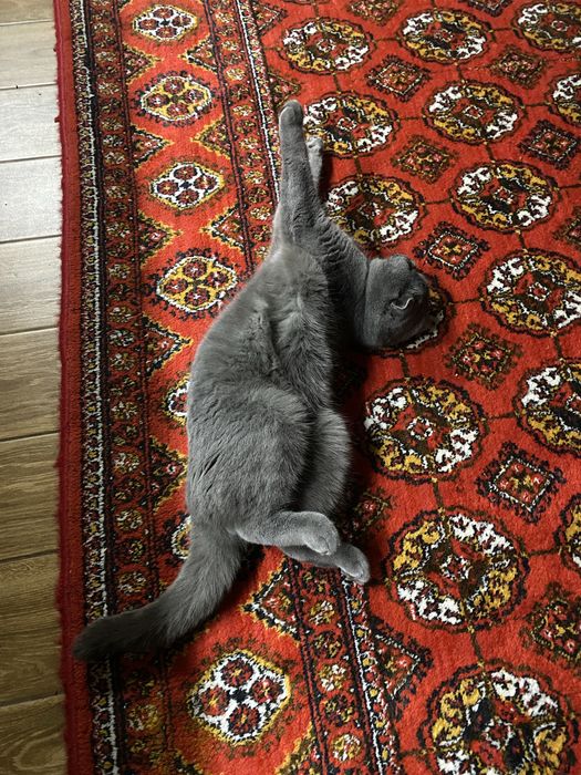 Вязкага эркак мушук скотиш-фолд/ Кот для вязки скотиш-фолд