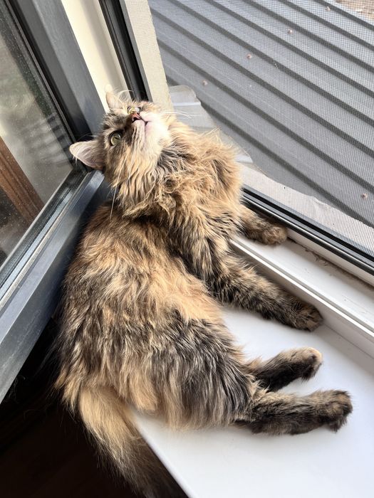 Кошка кошечка ласковая