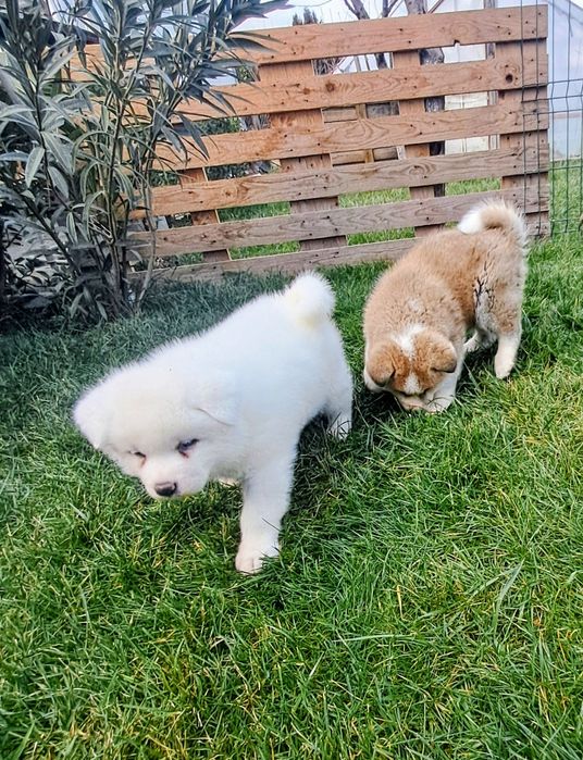 Японска акита ину