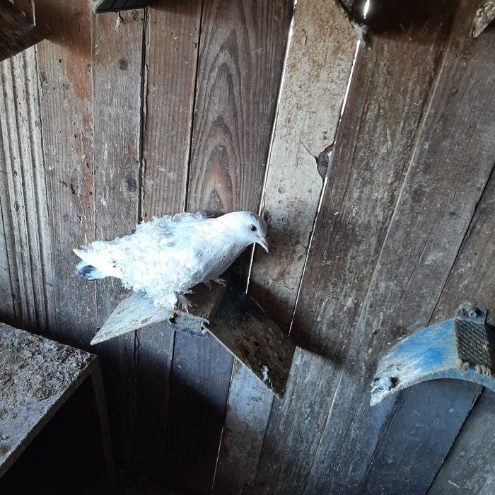 Femelă porumbel cret