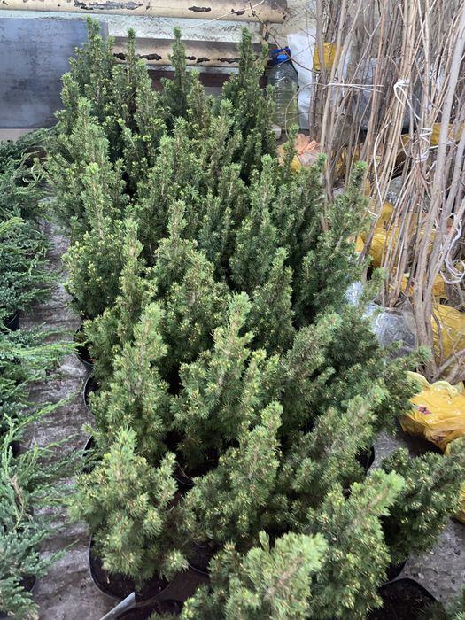 Голубые ели, туи, можжевельник и др.