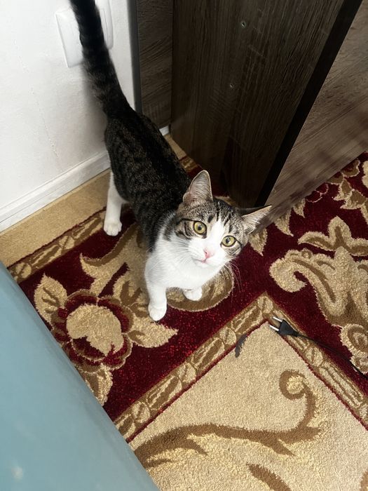 Отдам даром кошка девочка