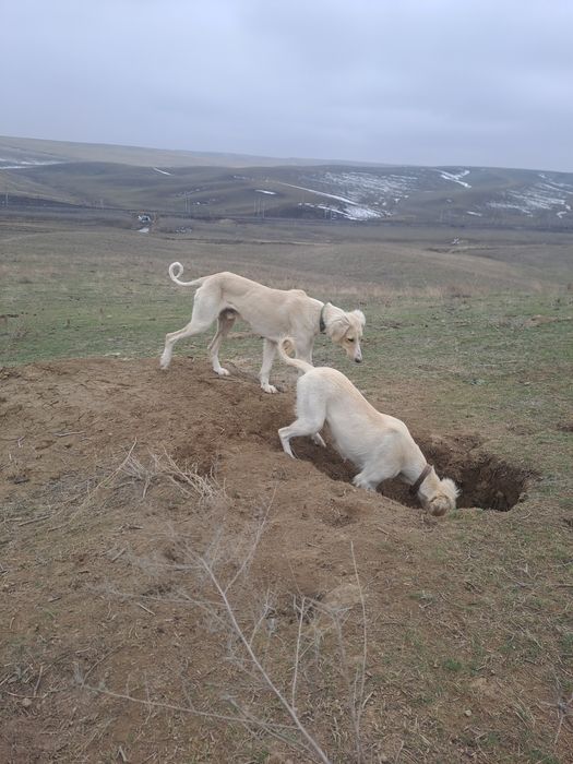 Еркек тазы сатылады