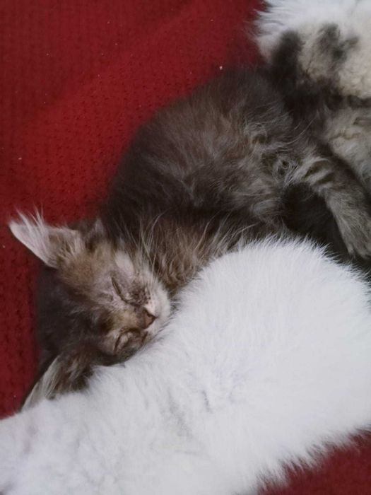 Отдам котят в хорошие руки