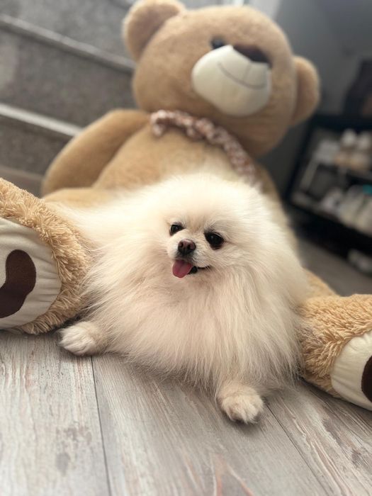 Pomeranian cu pedigree