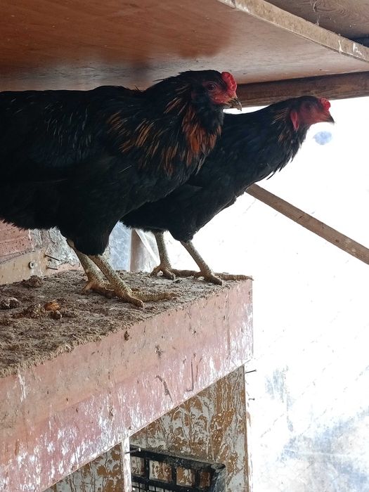 Продавам следните птици..