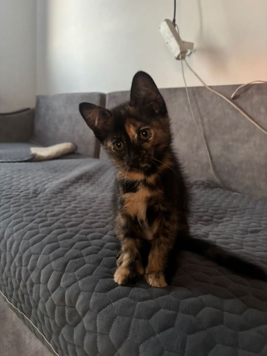 Отдам котенка в добрые руки