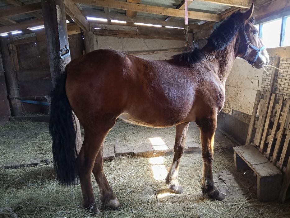 Семіртілген құнан сатылады