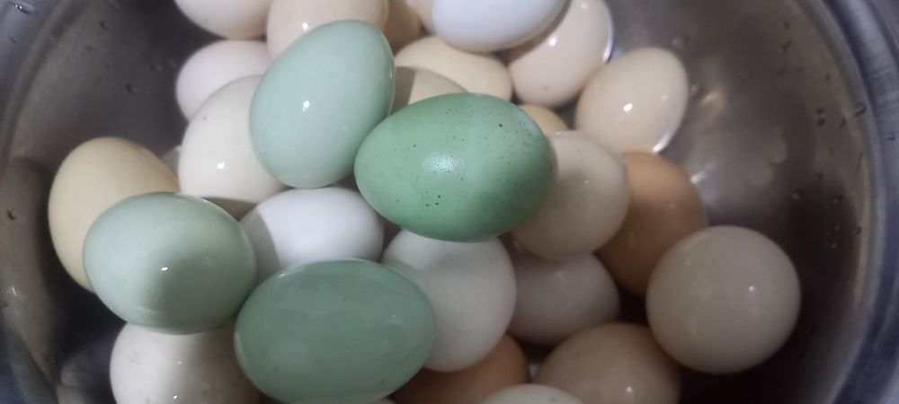 Uxiela tovuq va xo'rozlari sotiladi, tuxumi jo'ja chiqarish uchun