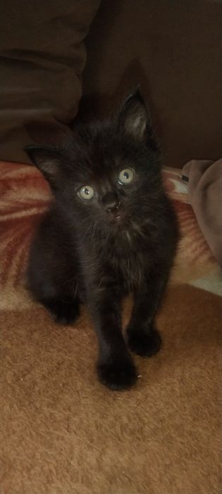 Котенок мальчик. .