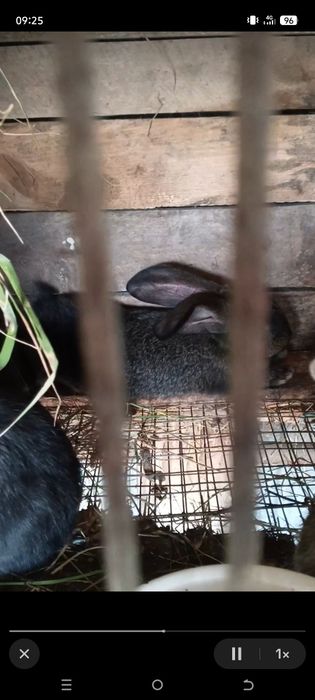Продам крольчат Фландер
