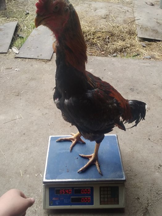 Dakang xoroz 3.5kg toza qon