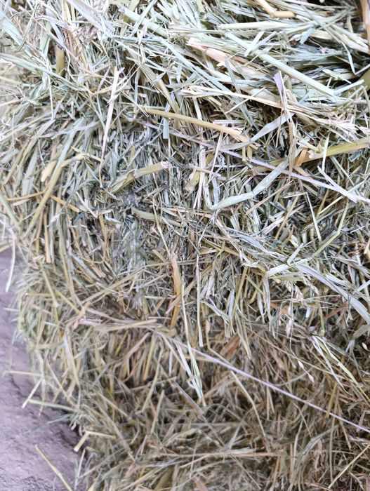 Шөп суданка .  .  .  .