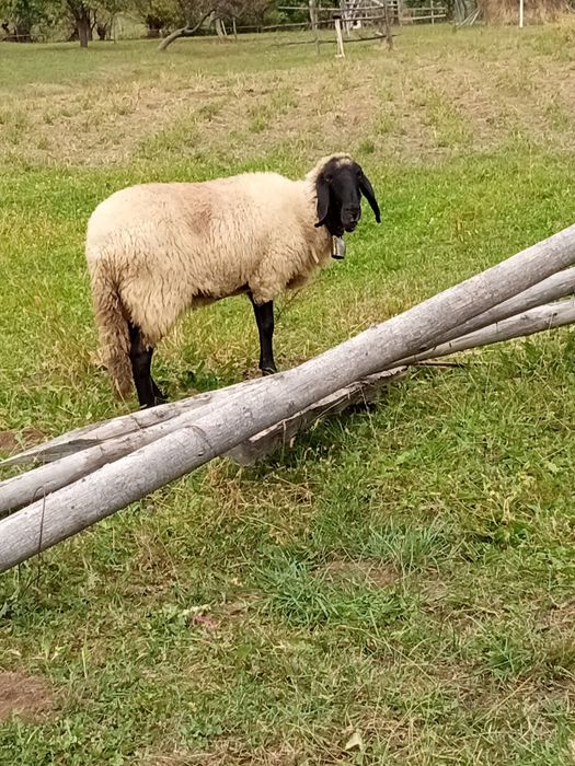 De vânzare cârlană