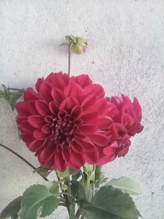 bulbi dalii colorate