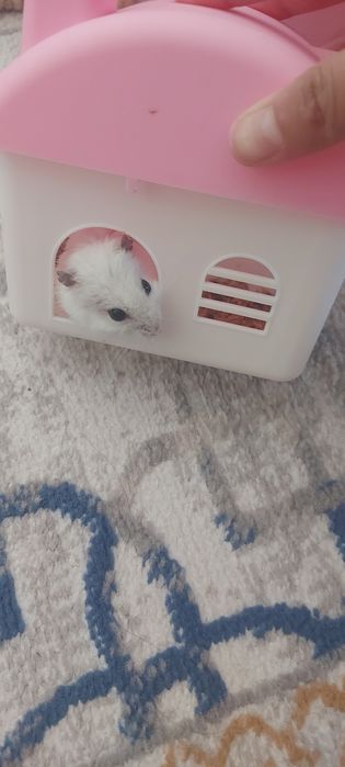 Продаётся хомяк.