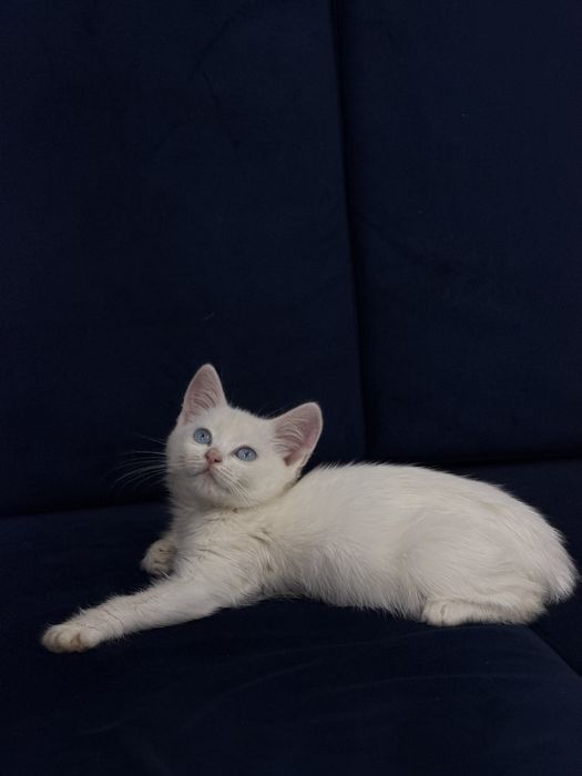 Котенок в добрые руки