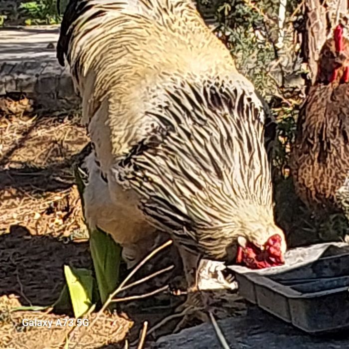 Брама хороз  ыа товукла светлый
