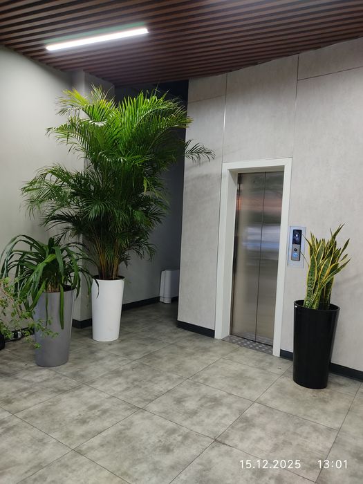 Уход за комнатными растениями