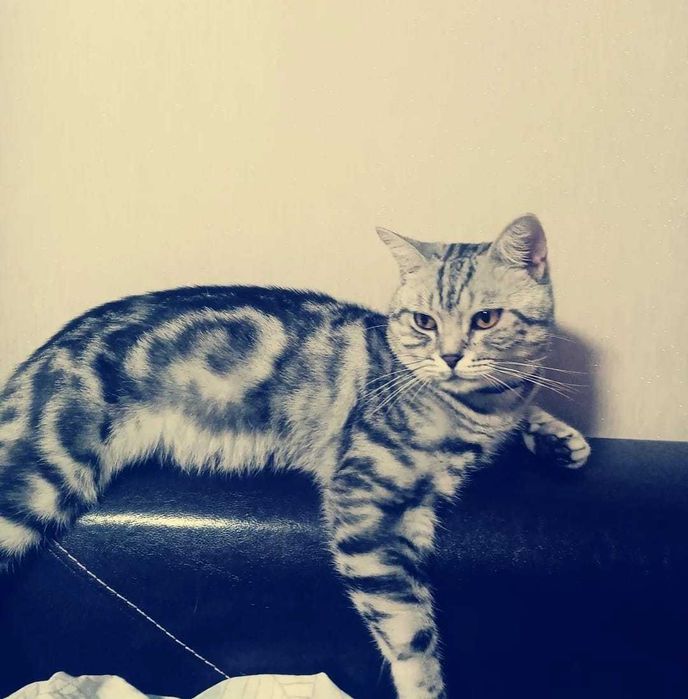 Ищем пропавшего кота.