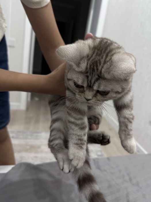 Кошка продам Батыс 2 ……