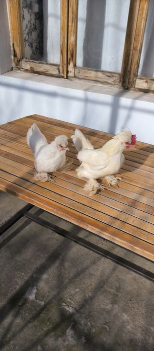 Yapon toʻvuq xoʻrozlar bor