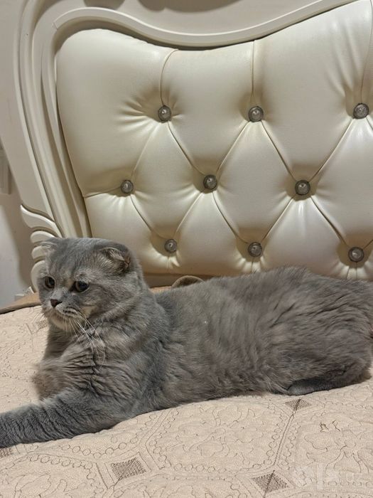 Продается Scottish Fold Скоттиш-фолд