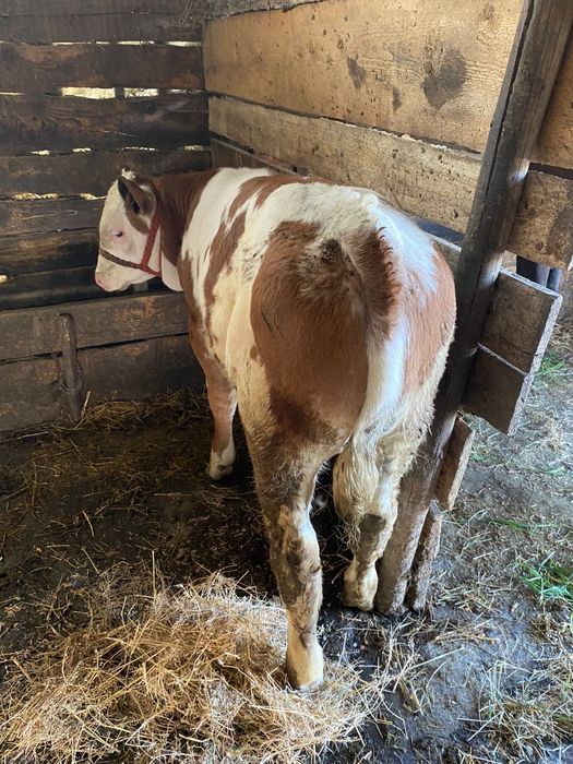 Vând vițel bălțat!