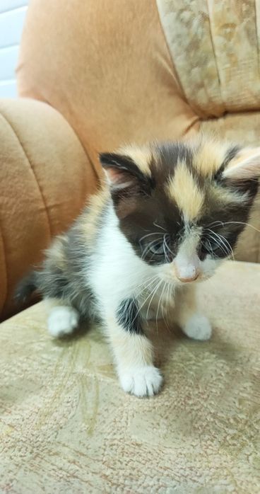 Отдам котят в хорошие руки