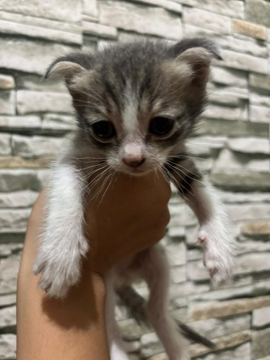 Кошка котёнок  кошка