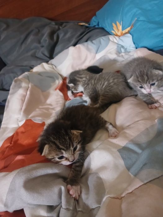 Дарю котят, бронь