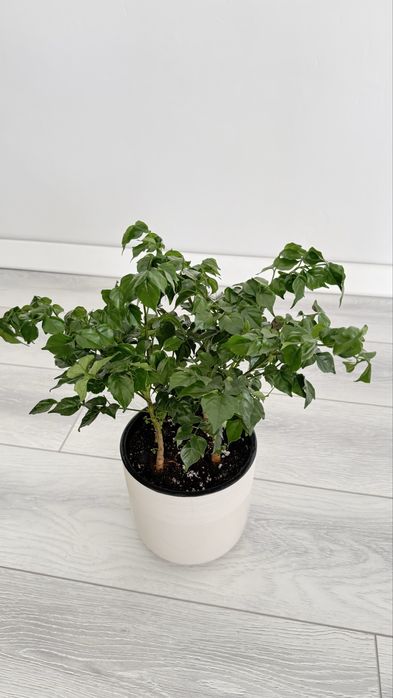 Радермахера- «изумрудное дерево»