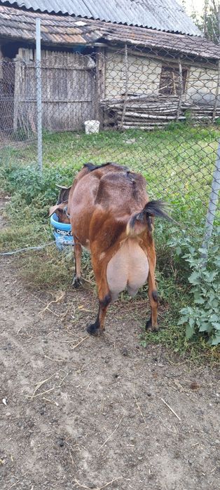 Capre și iedute de vanzare