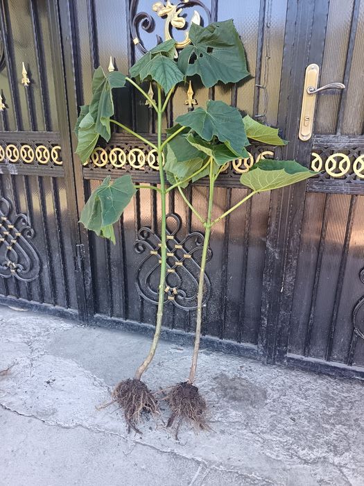 Butași de pawlounia de vânzare