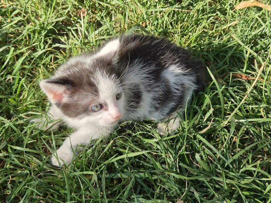 Ofer spre adoptie pui de pisica