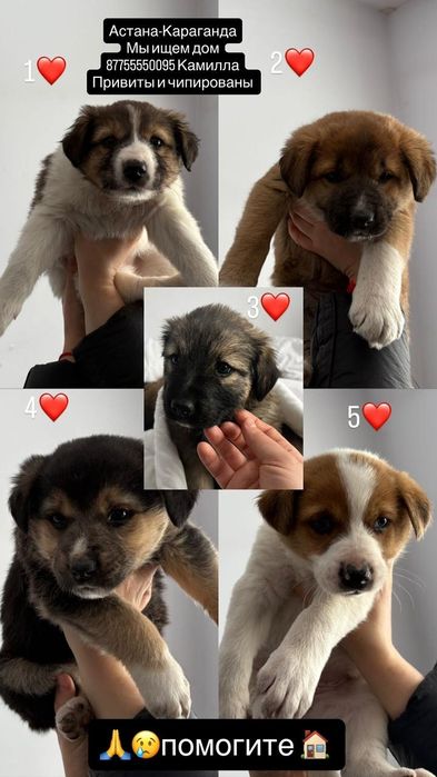 Щенки , бесплатно