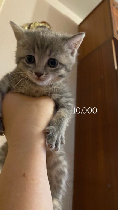 Продам котят очень красивые