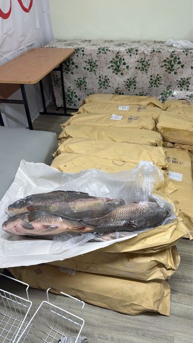 Рыба - сазан, карась