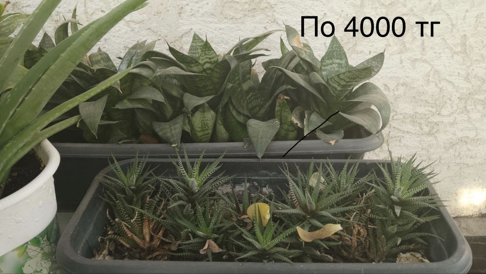 Комнатные растения