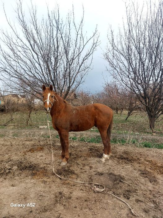 Айғыр сатылады..