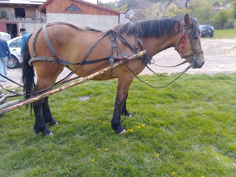 Vând mânză semigrea de 2 ani